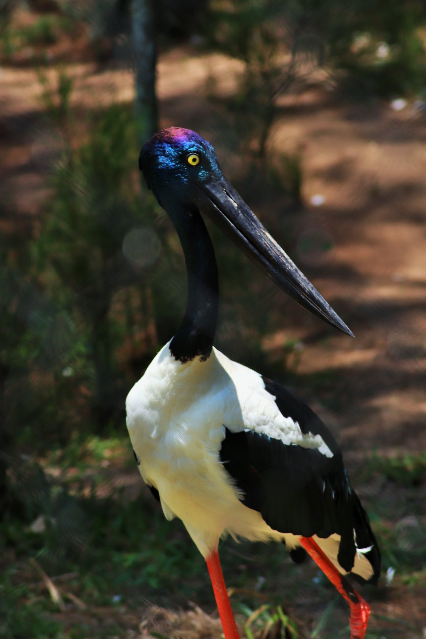 Black-necked Stork (Ephippiorhynchus asiaticus)