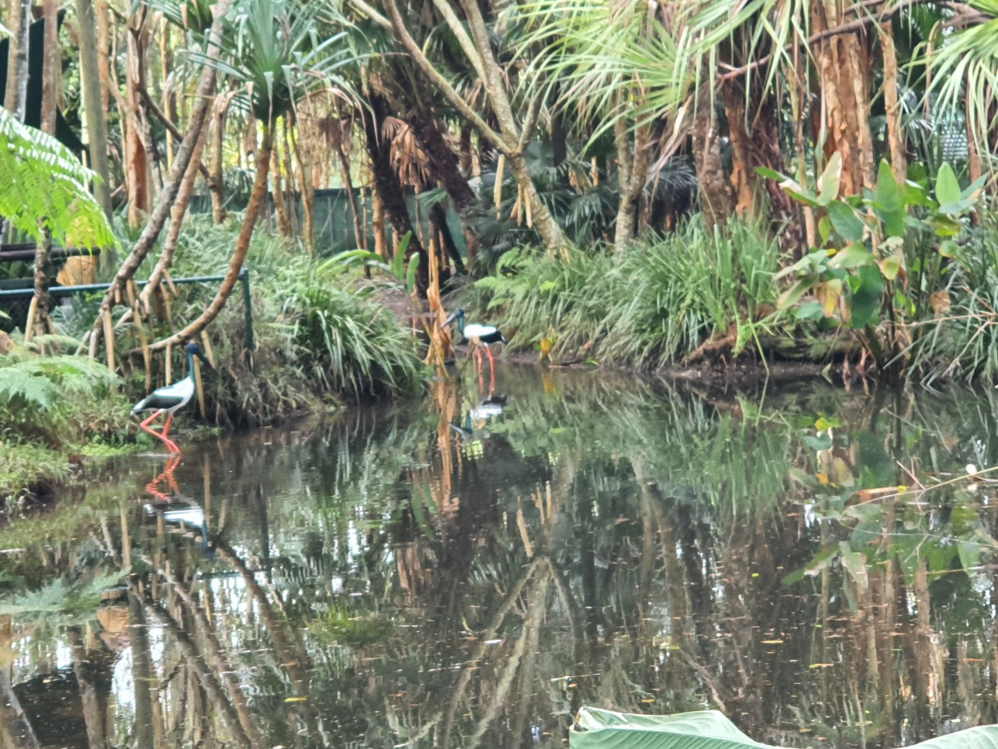 black-necked stork (Ephippiorhynchus asiaticus)