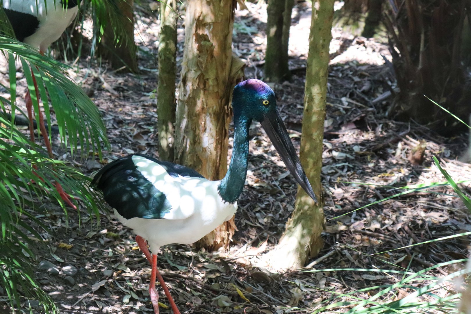 Black-necked Stork (Ephippiorhynchus asiaticus)