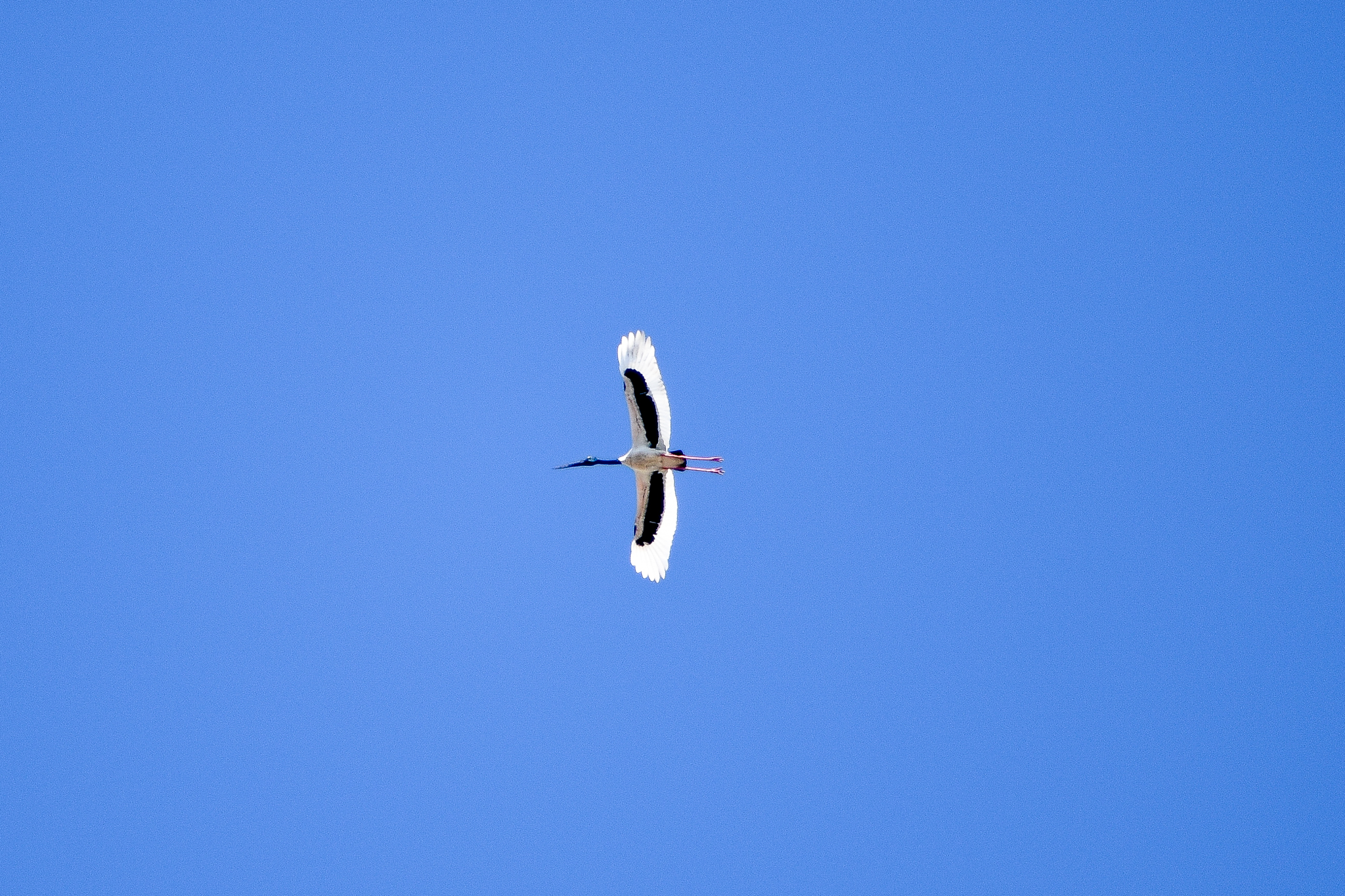 Black-necked Stork (Ephippiorhynchus asiaticus)