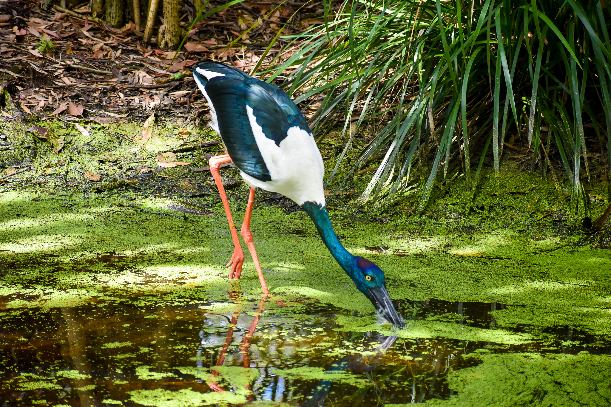 Black-necked Stork (Ephippiorhynchus asiaticus)
