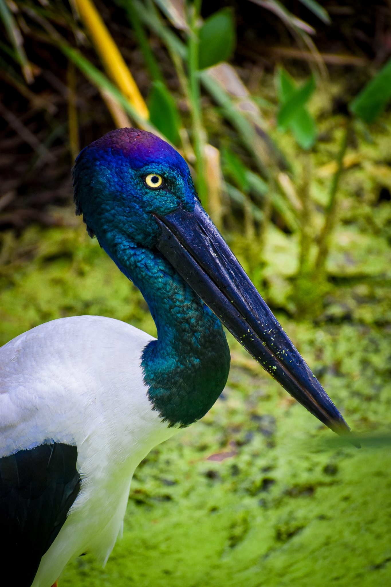 Black-necked Stork (Ephippiorhynchus asiaticus)