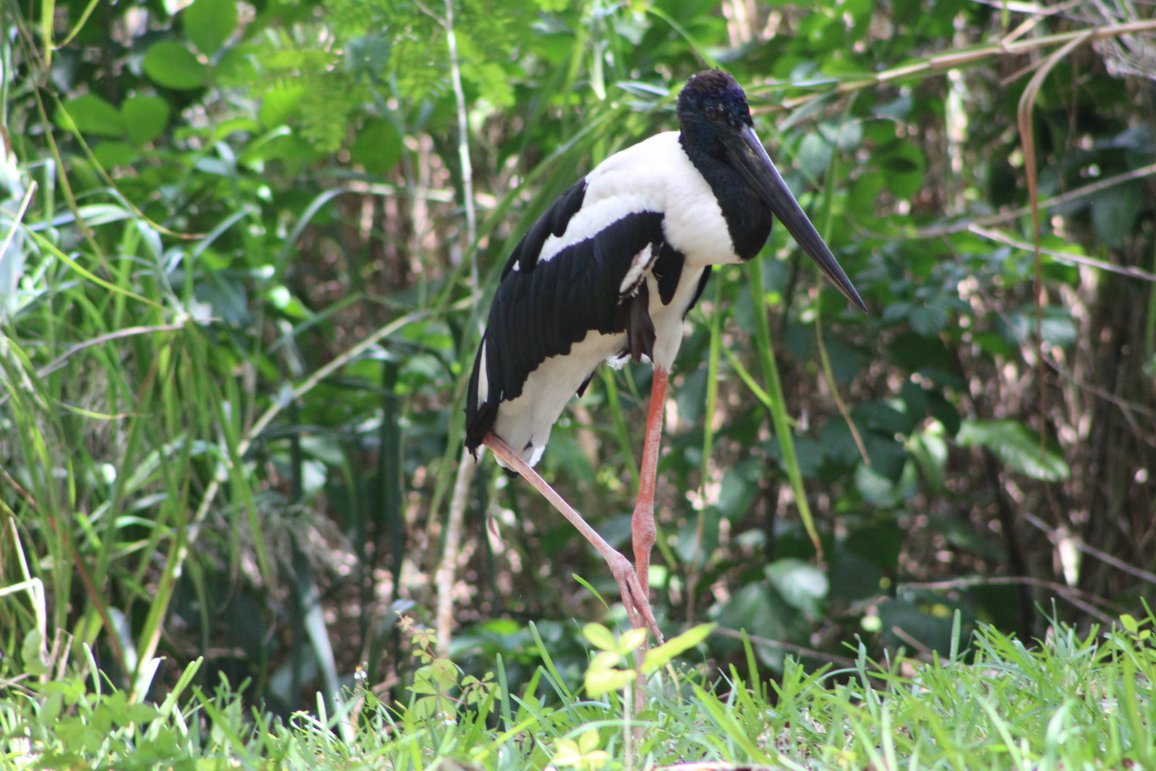 Black-Necked Stork (Ephippiorhynchus asiaticus)