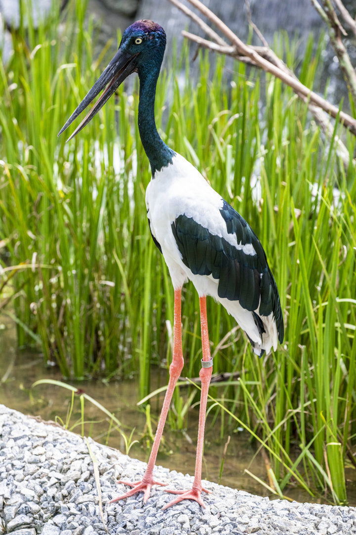 black-necked stork (Ephippiorhynchus asiaticus)