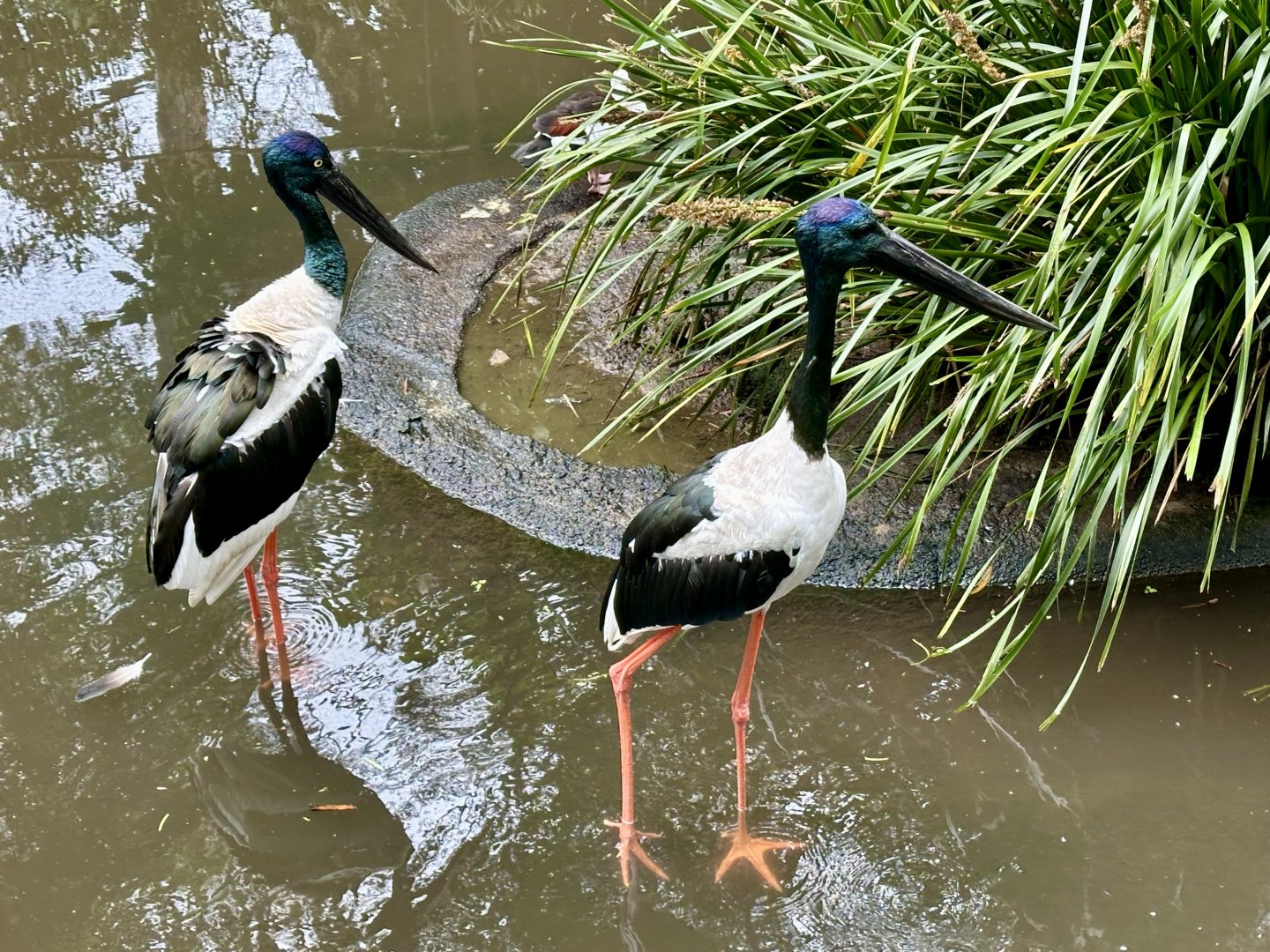 Black-necked stork (Ephippiorhynchus asiaticus)