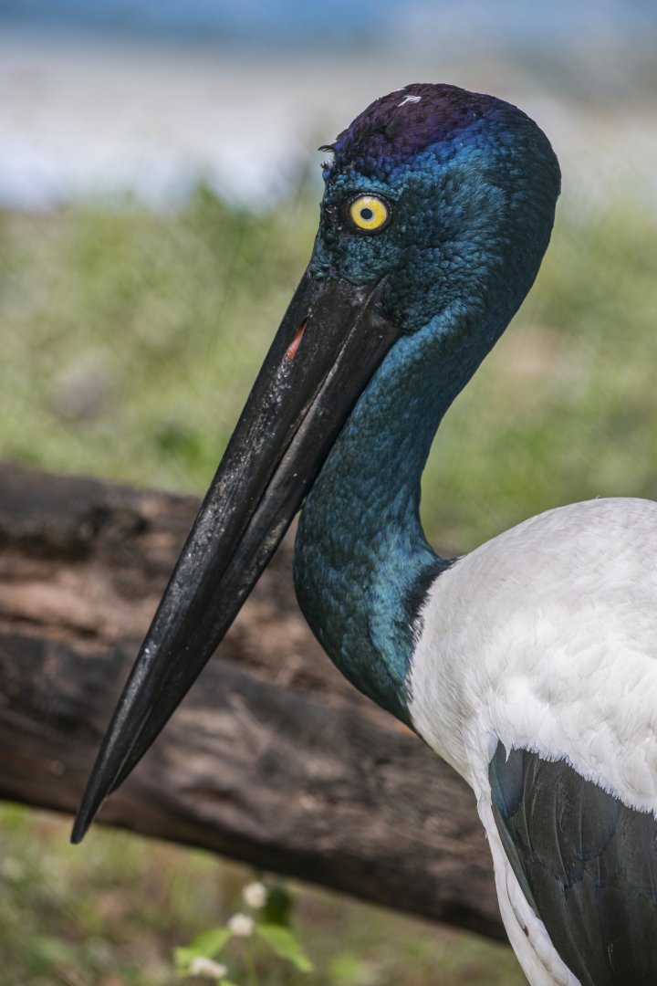 Black Necked Stork (Ephippiorhynchus asiaticus)