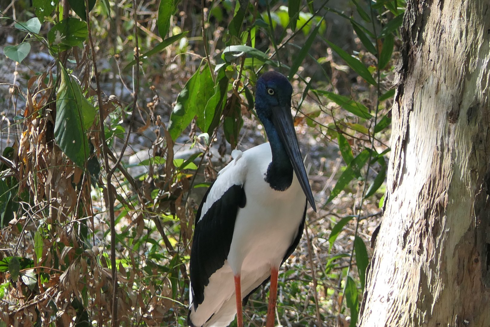 Black-necked Stork (Ephippiorhynchus asiaticus)