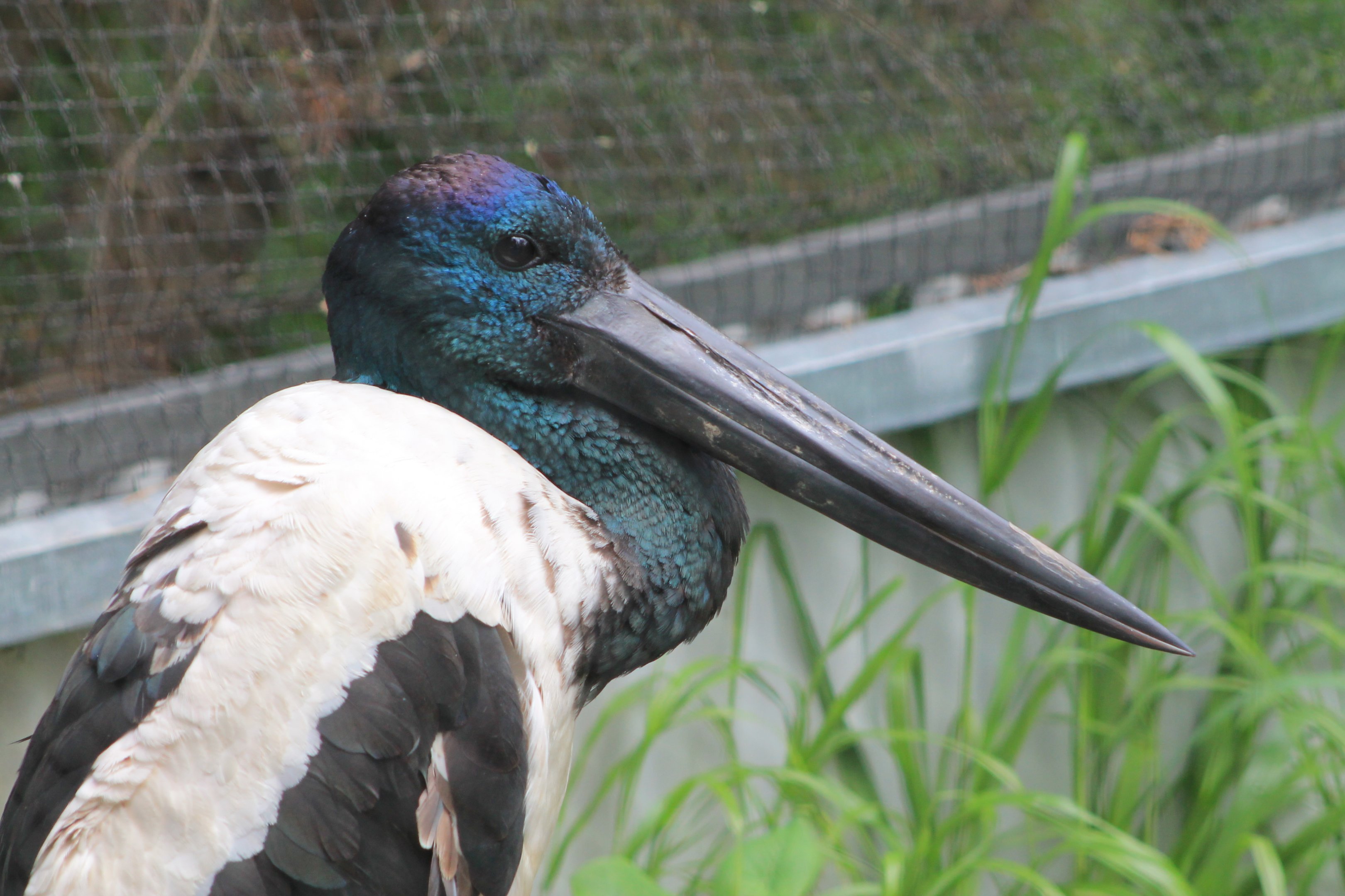 Black-necked Stork (Ephippiorhynchus asiaticus)