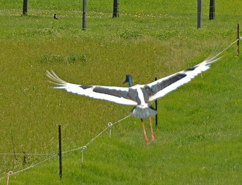 Black-necked stork flying