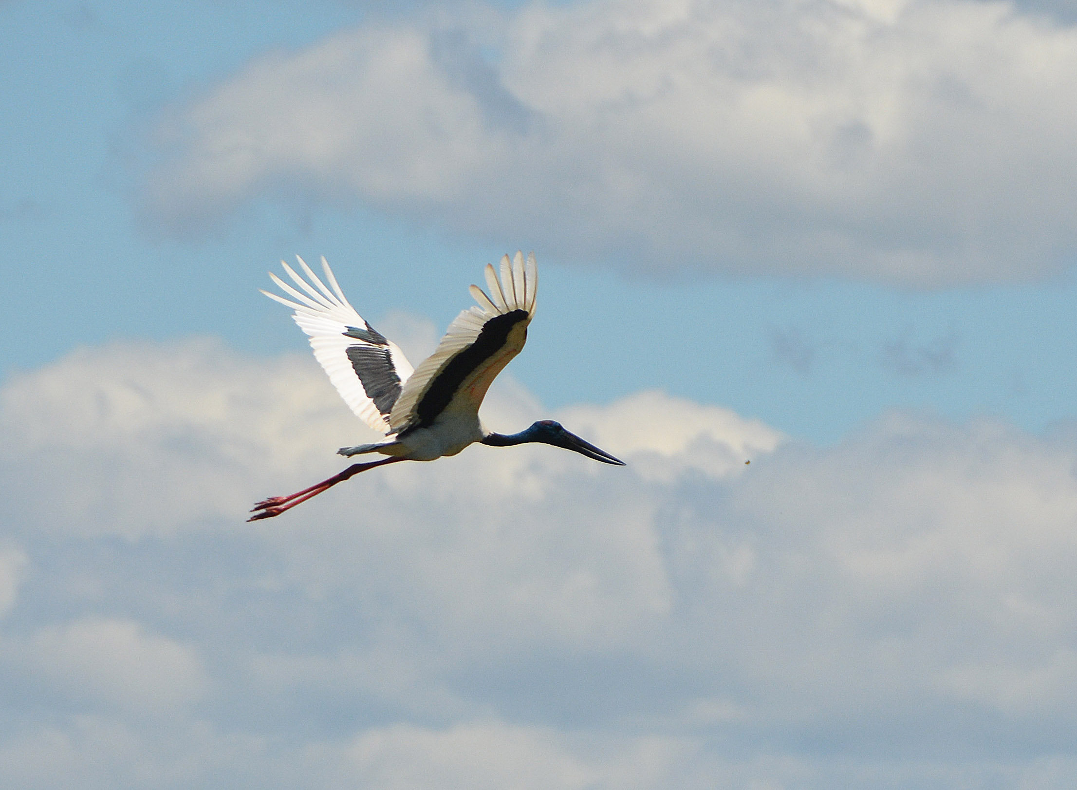 Black-necked stork flying1
