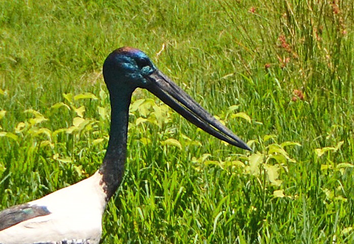 Black-necked stork head
