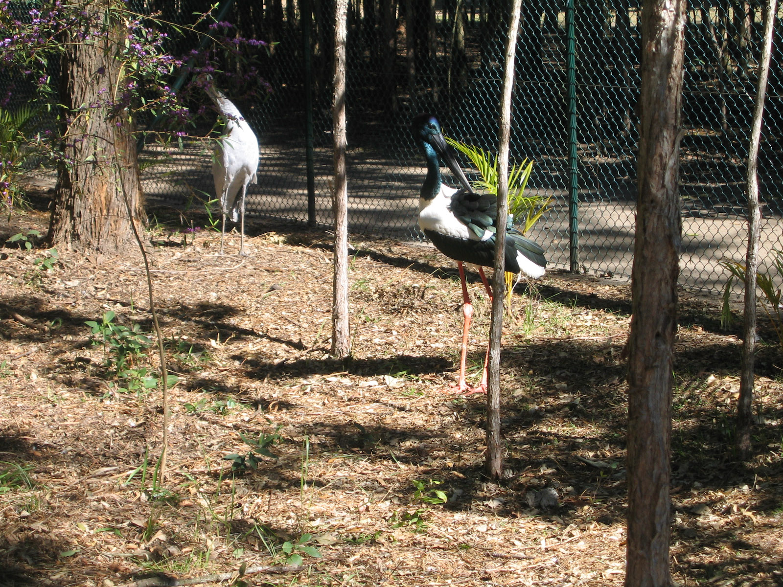black-necked stork - Jul 2007