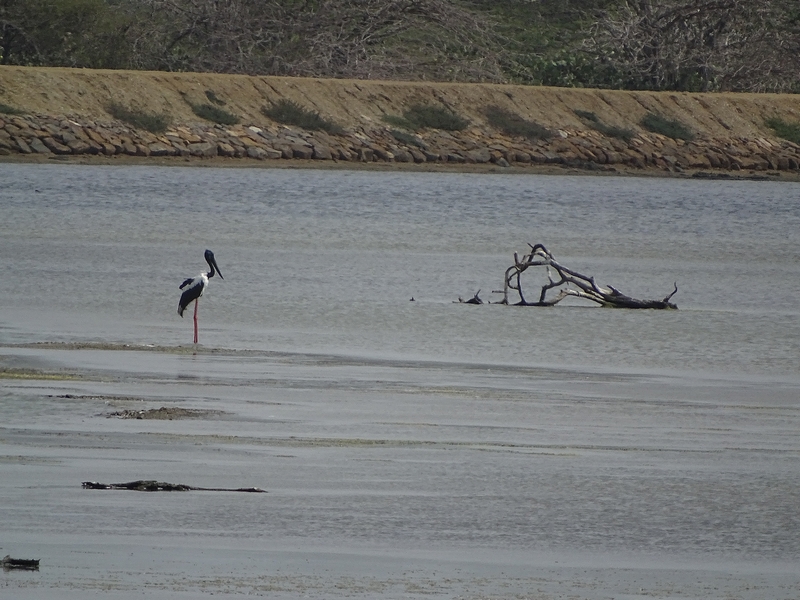 Black necked stork (male)