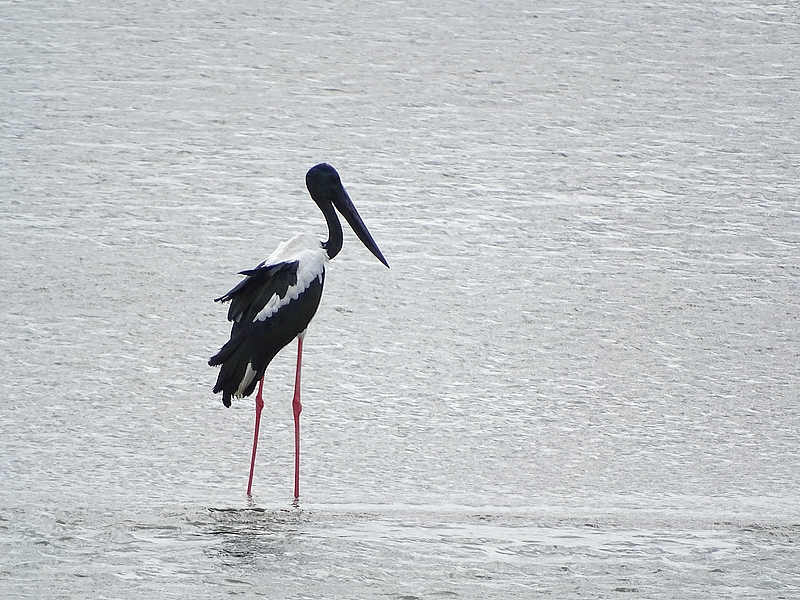 Black necked stork (male)