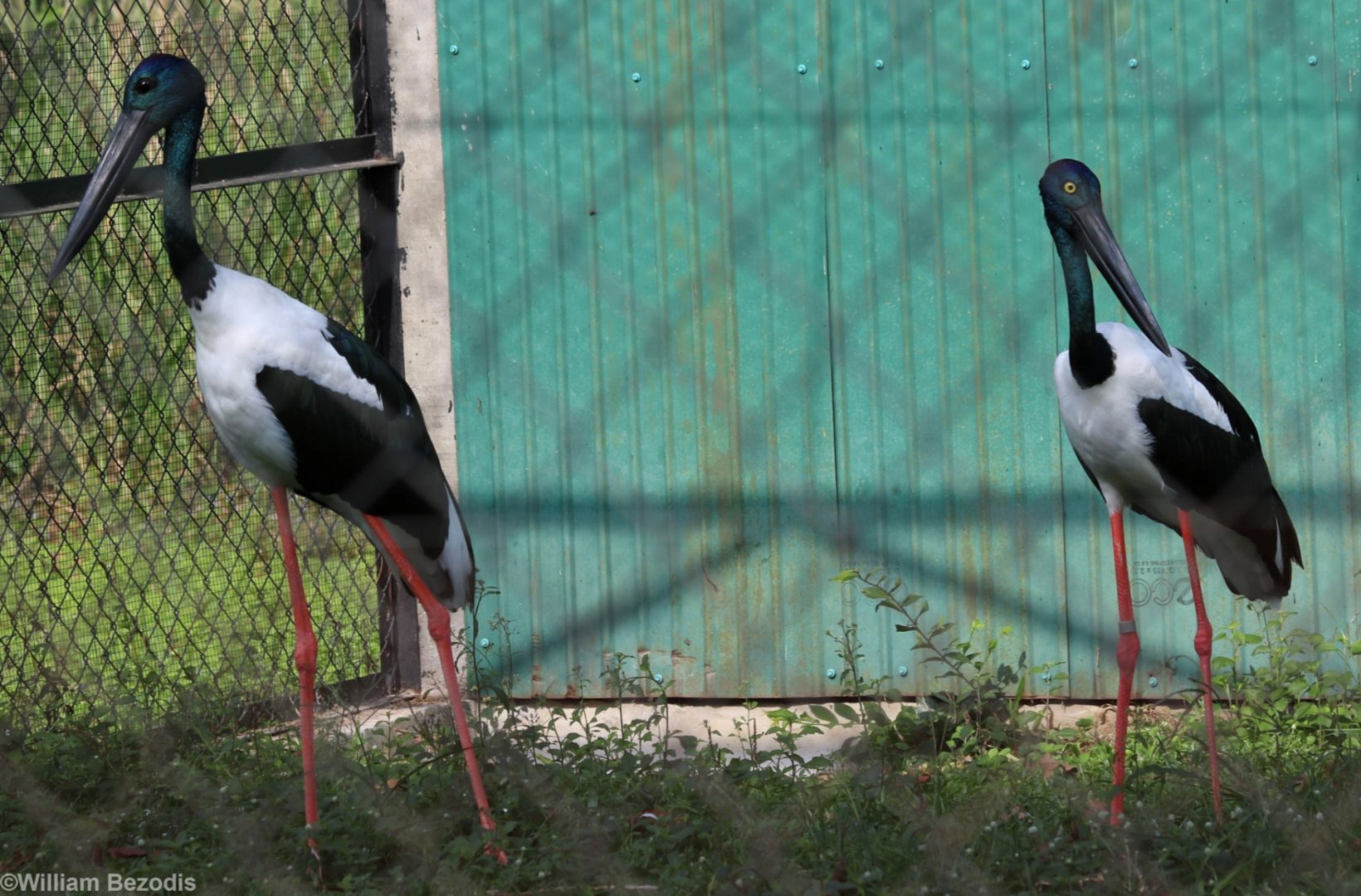 Black-necked Stork Pair