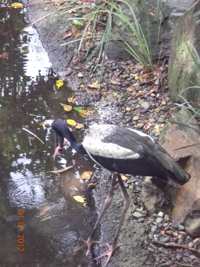 Black-necked Stork - Wildlife Habitat 2012