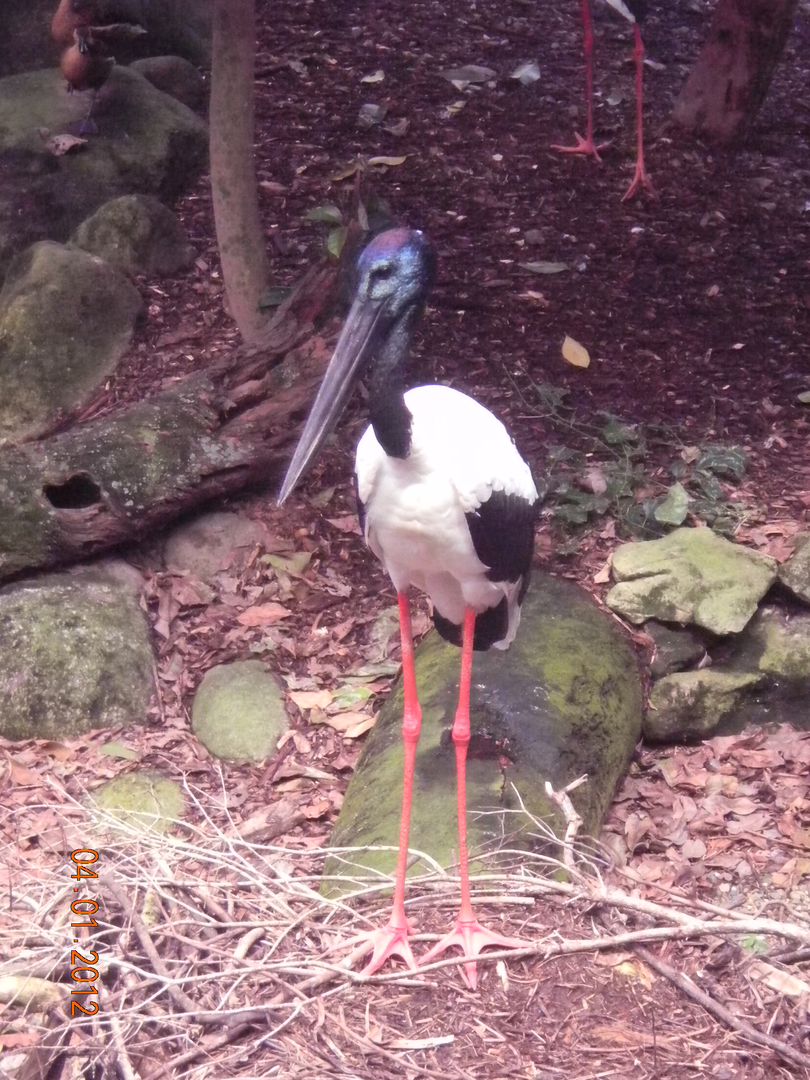 Black-necked Stork - Wildlife Habitat 2012