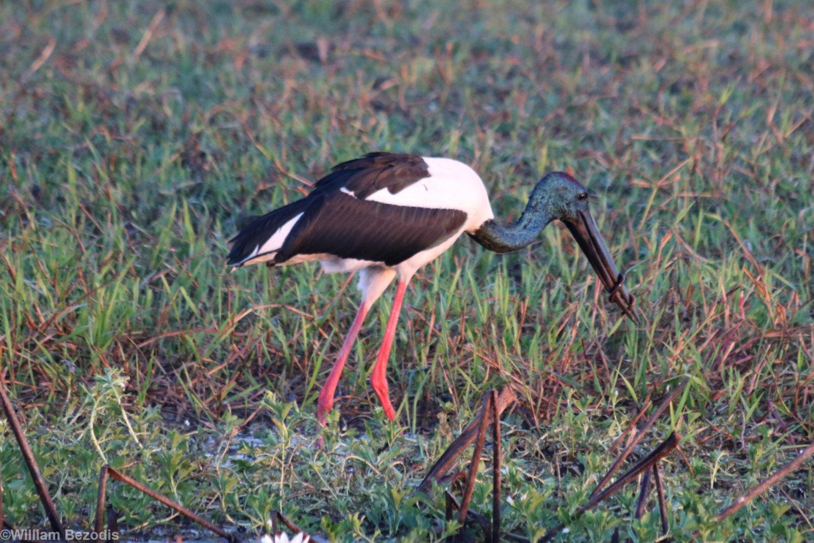 Black-necked Stork with Eel - Kakadu