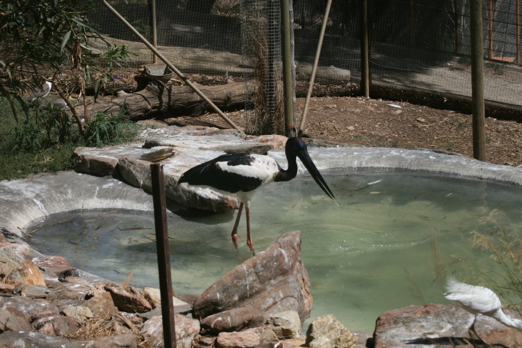 Black-necked Stork