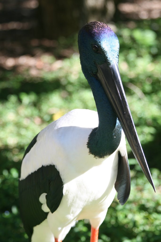 Black-necked Stork