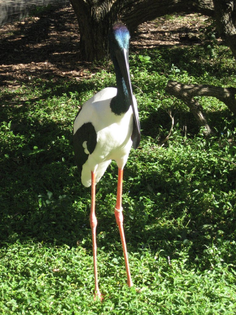 Black-necked Stork