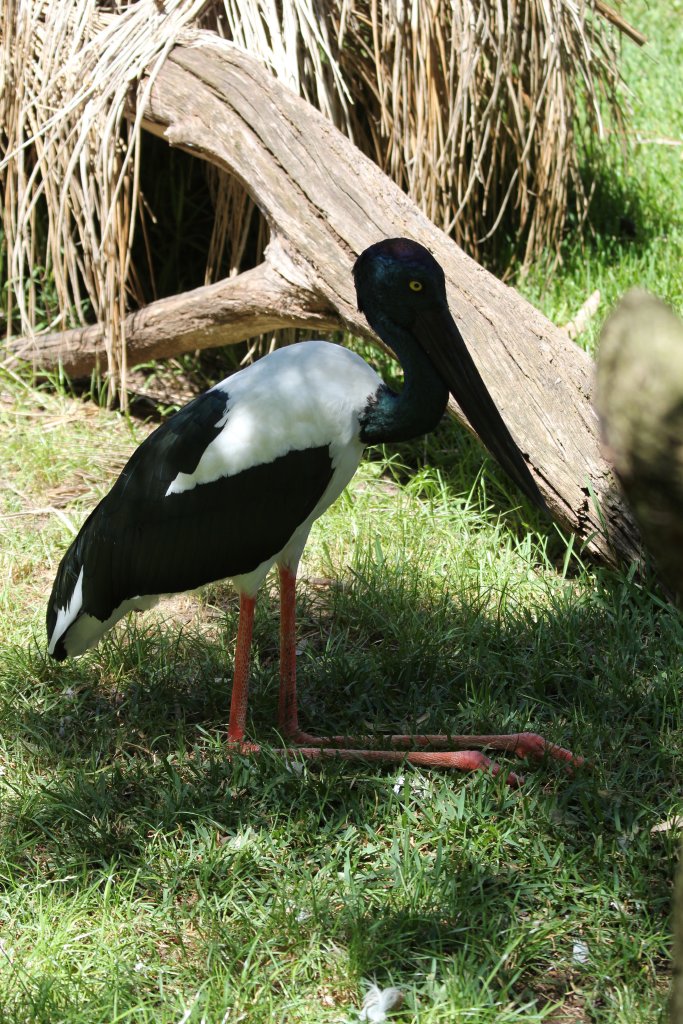 Black-necked Stork