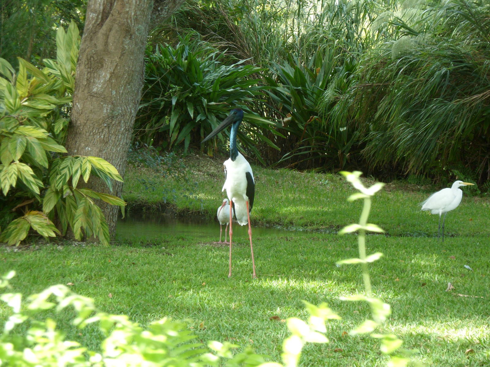 Black-Necked Stork