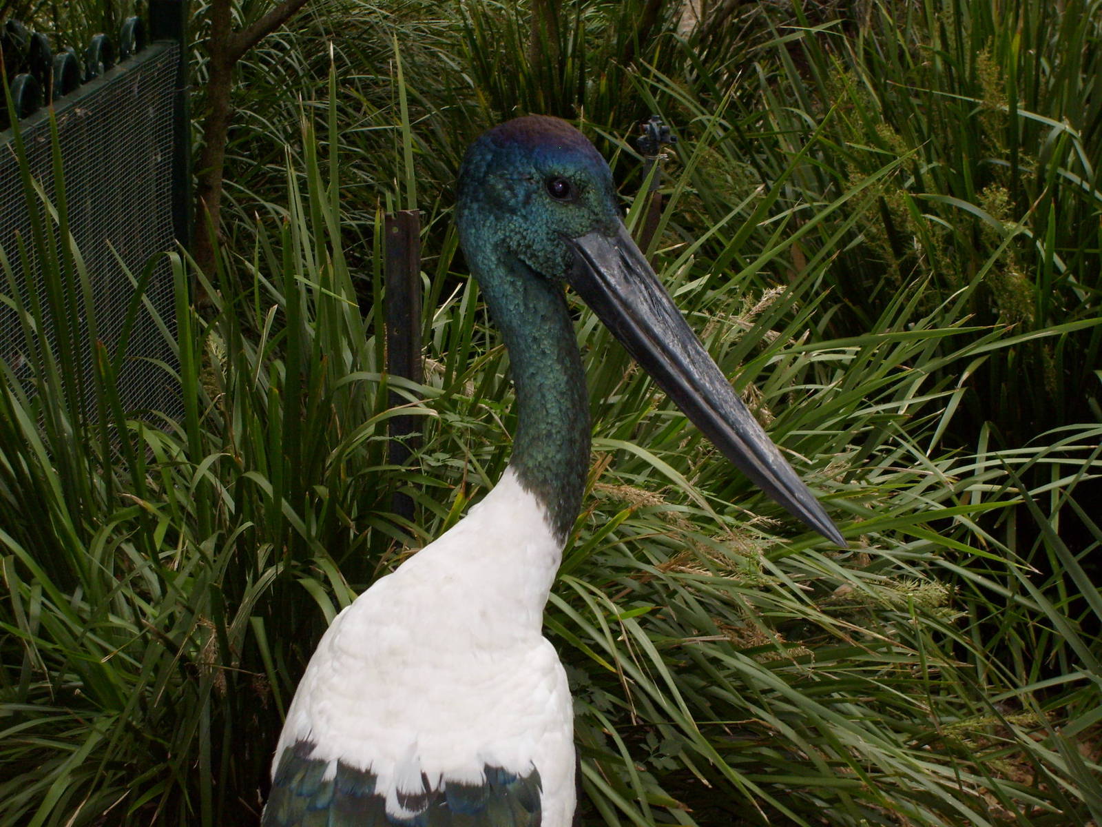 black necked stork