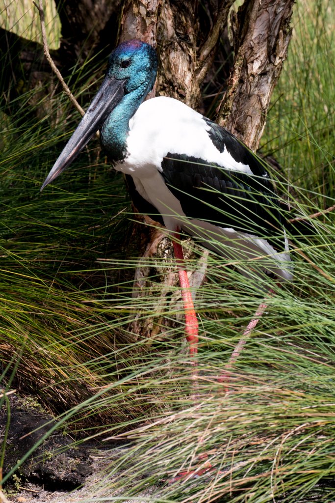 Black-necked Stork