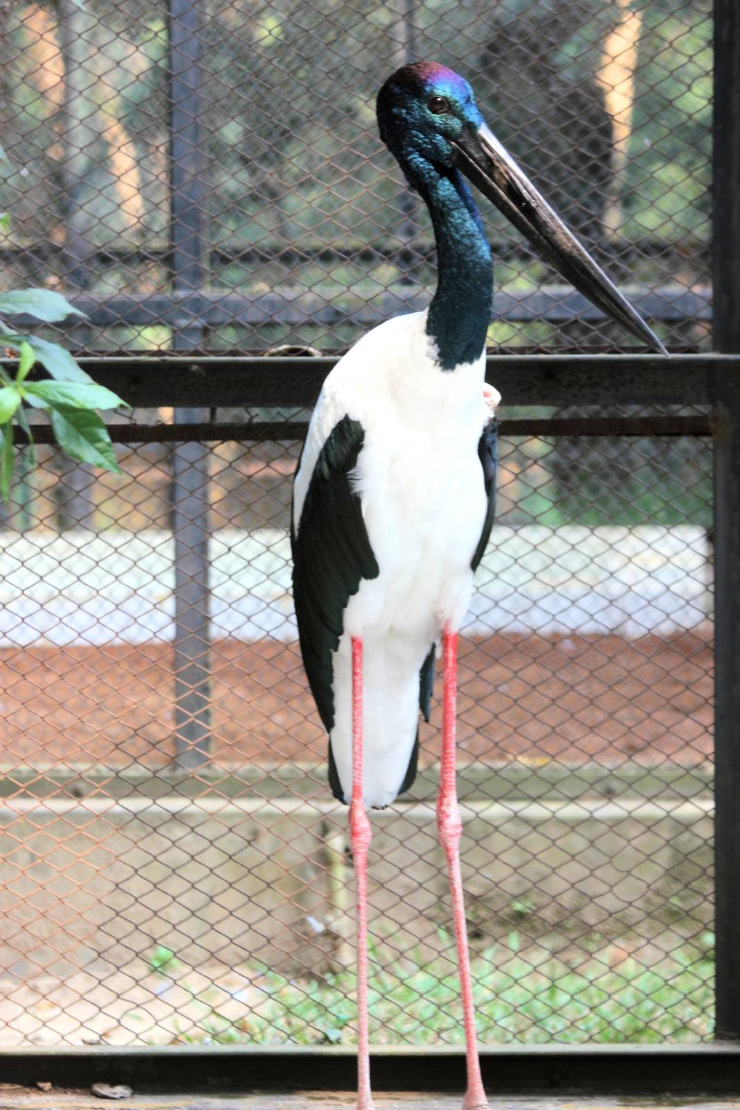 black-necked stork