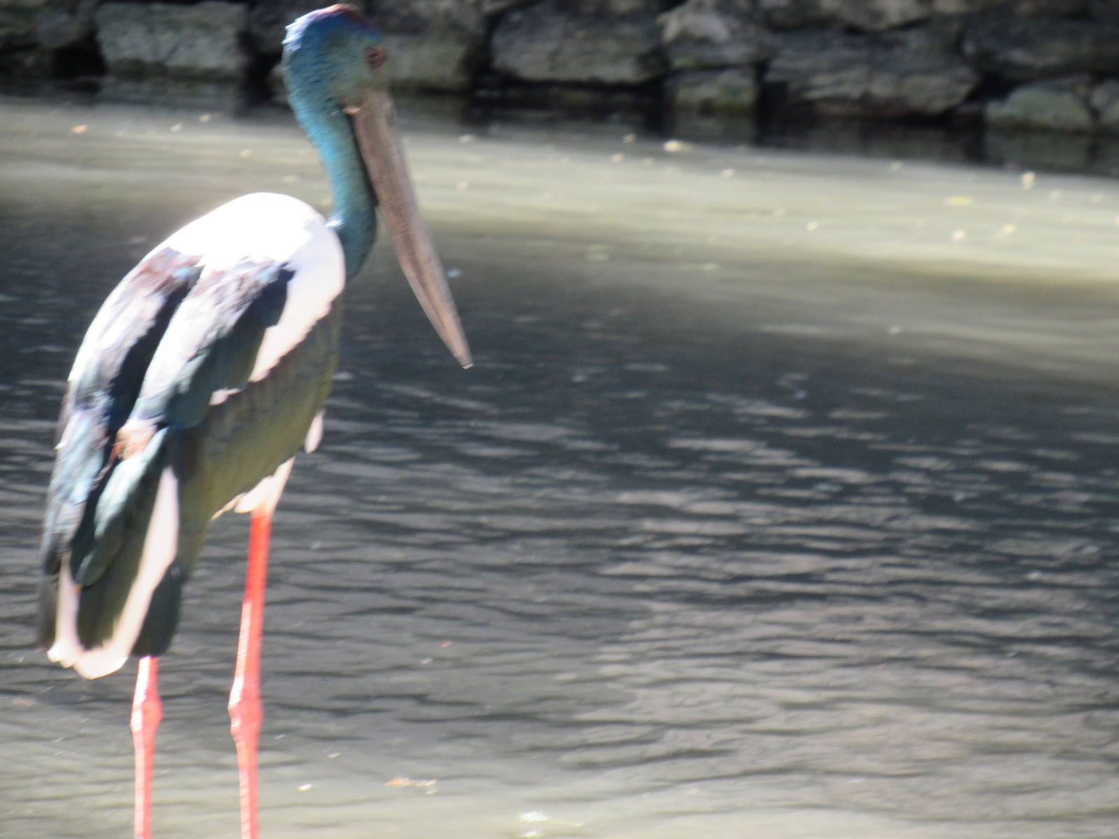 Black Necked Stork