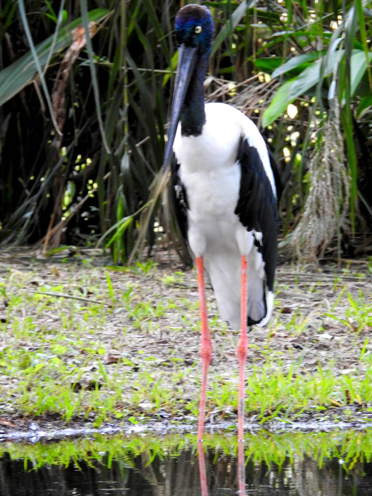 Black-necked stork