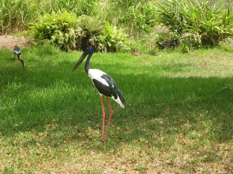 Black-necked Stork