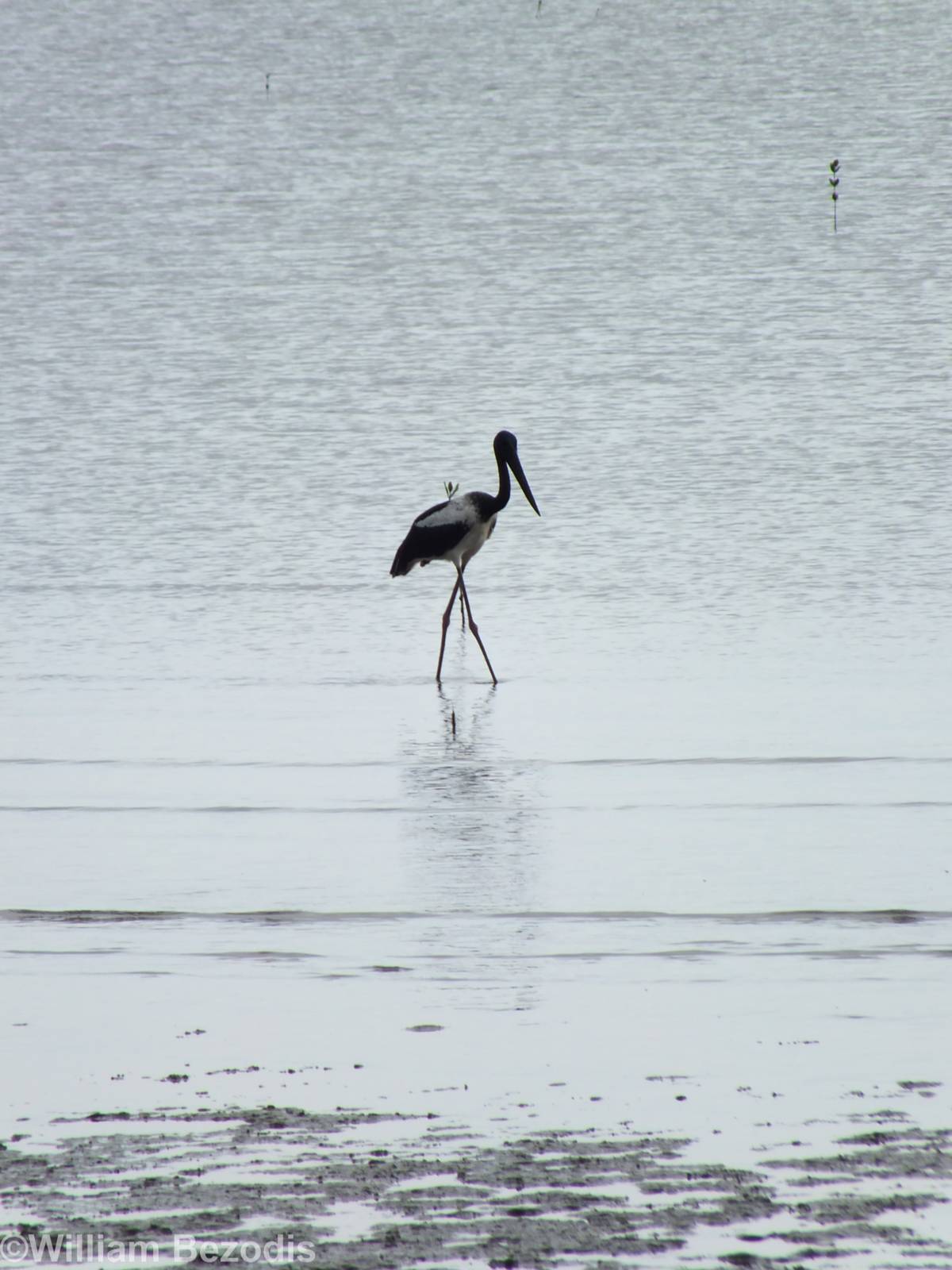 Black-necked Stork