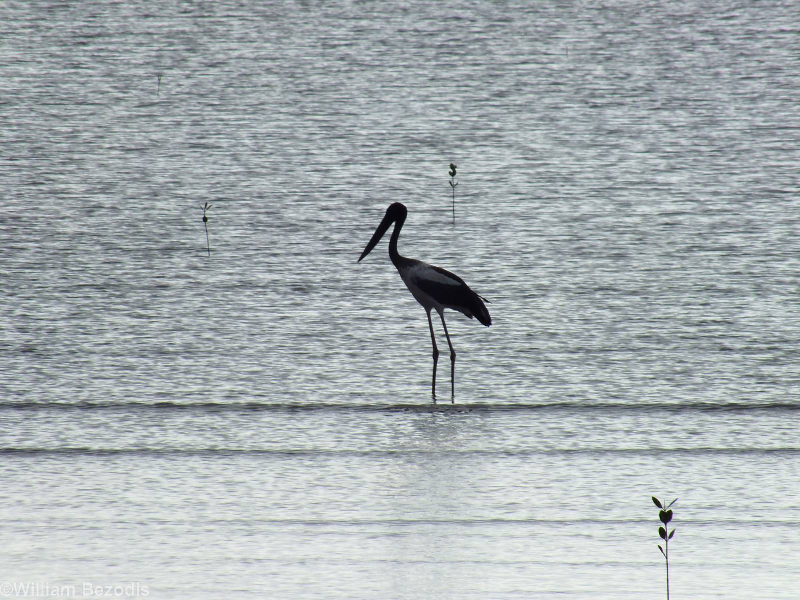 Black-necked Stork