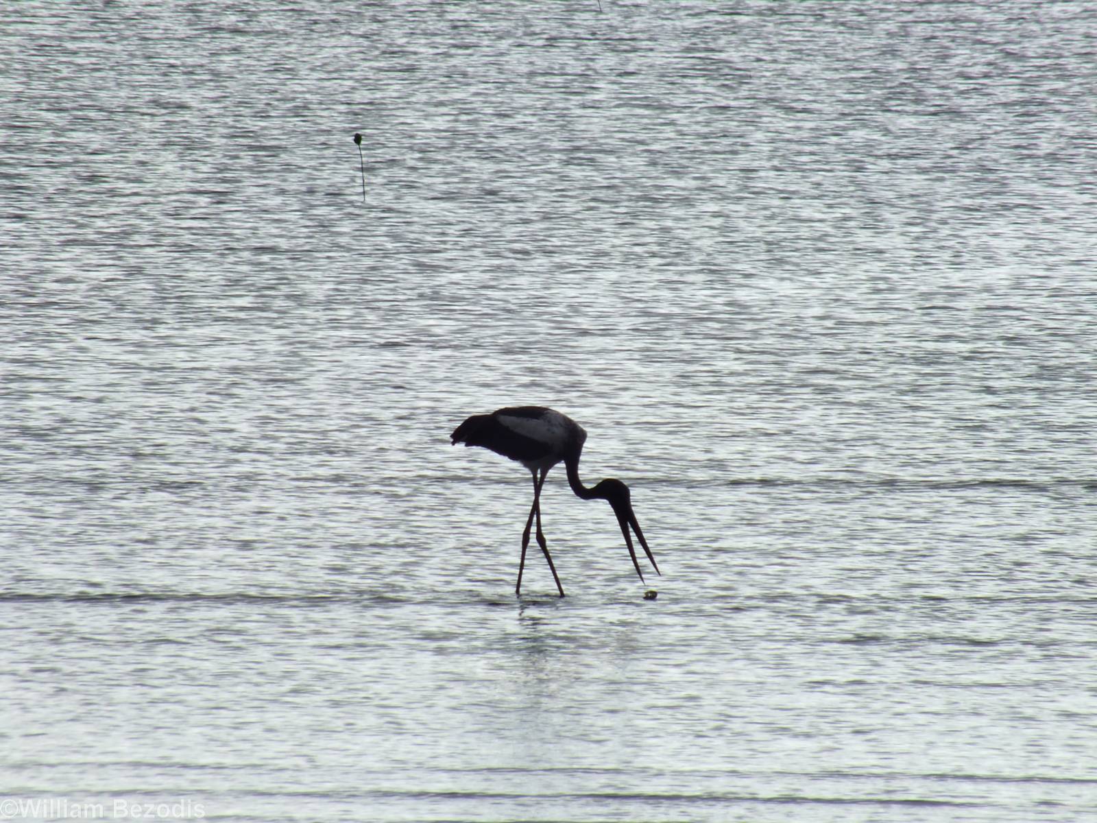 Black-necked Stork