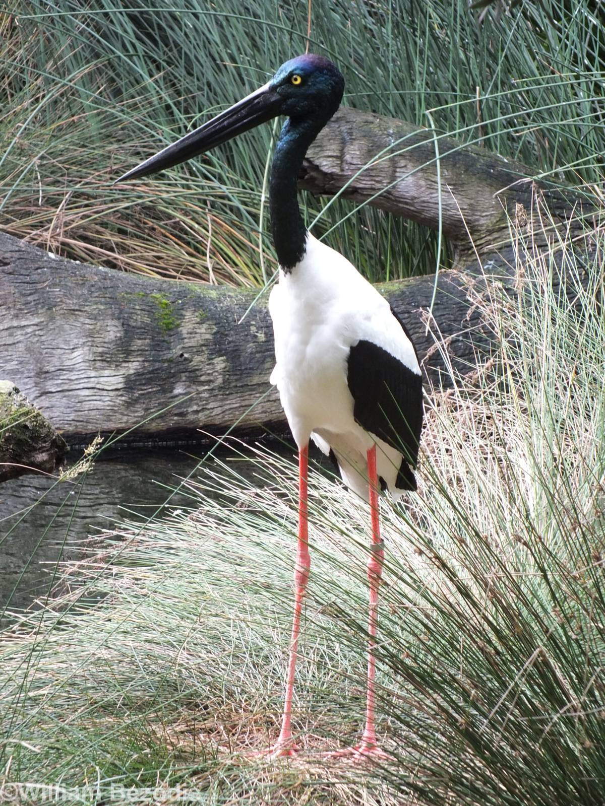 Black-necked Stork