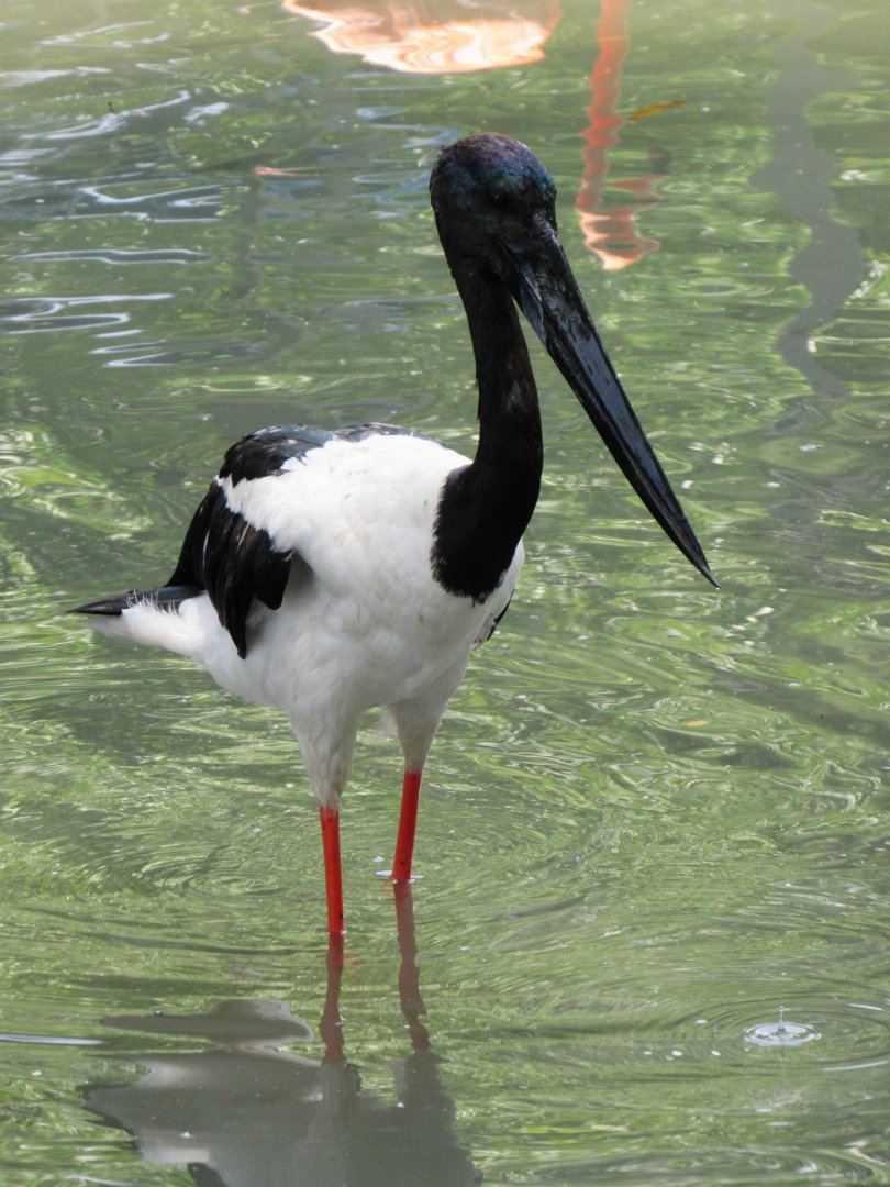 Black-Necked Stork