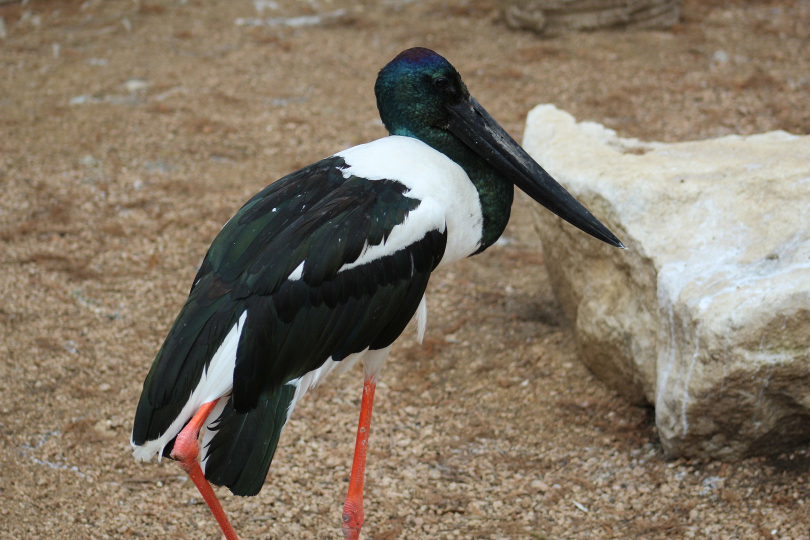 Black-Necked Stork
