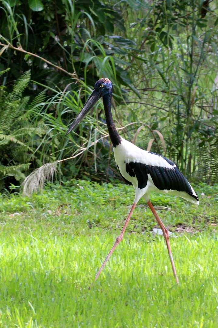 Black-necked Stork