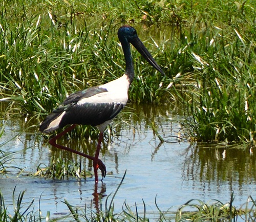 Black-necked stork