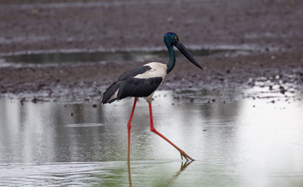 Black-necked Stork