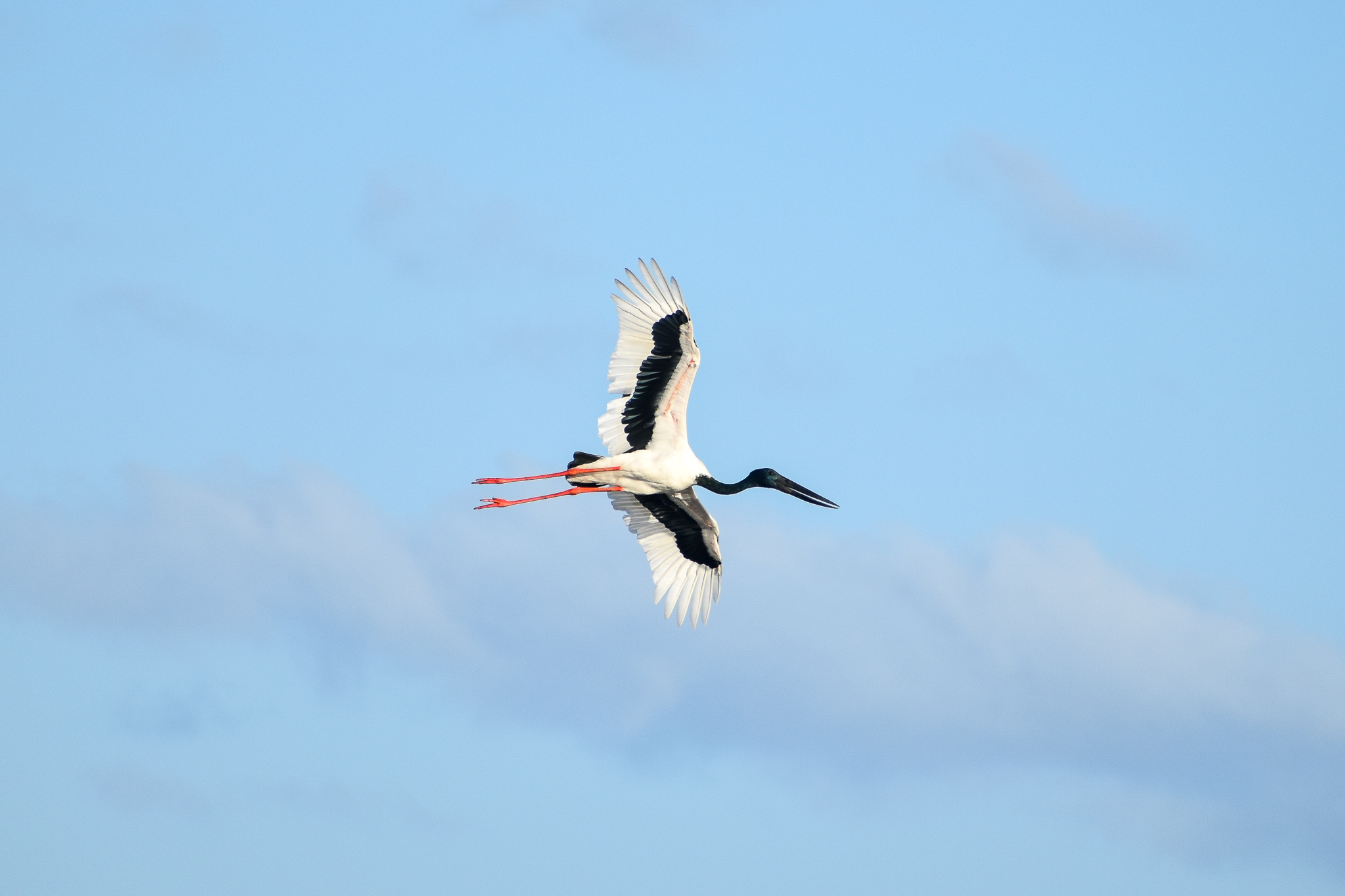 Black-necked Stork