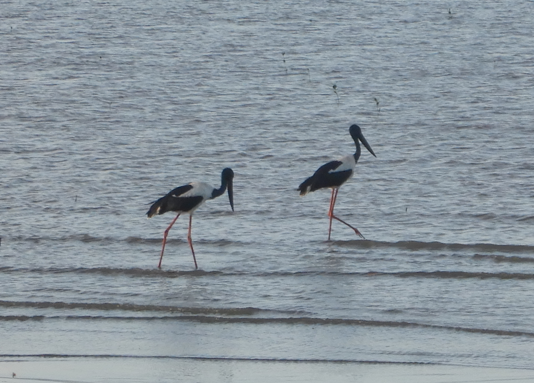 Black-Necked Stork
