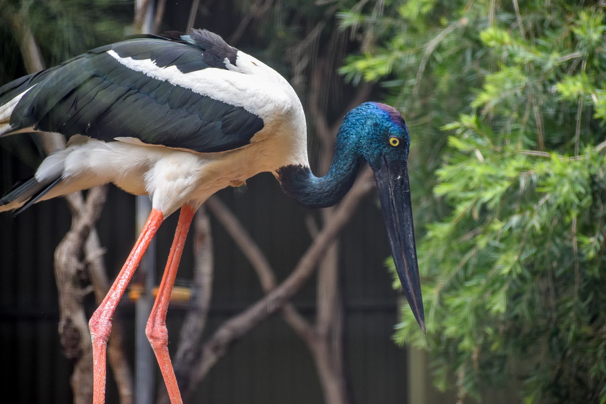 Black-necked Stork