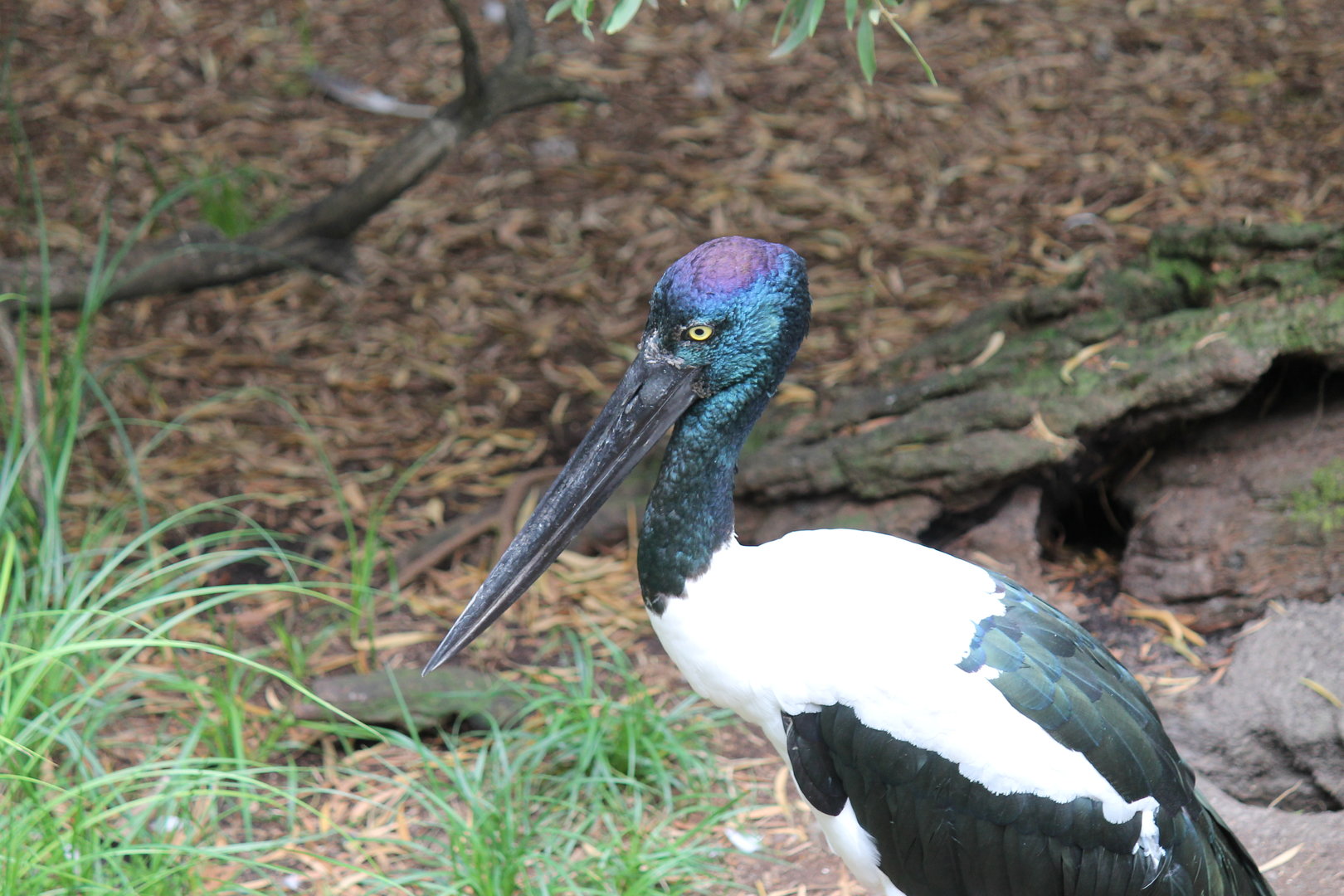 Black-necked Stork