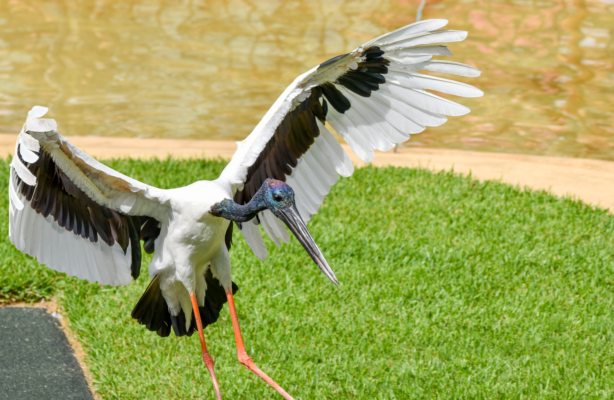 Black-necked Stork