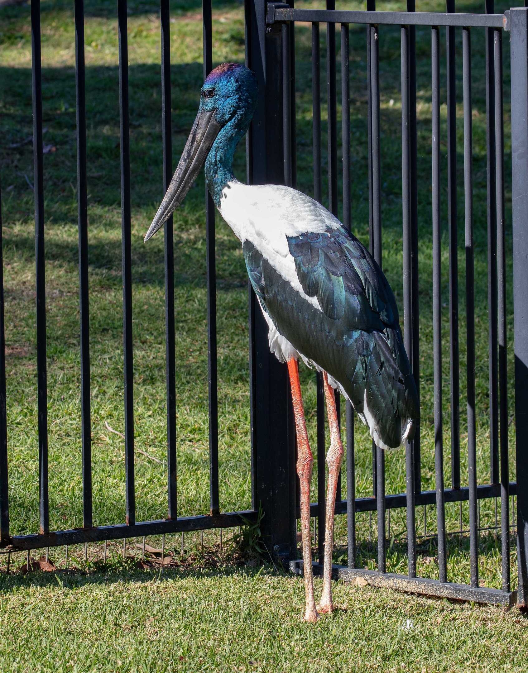 Black-necked Stork