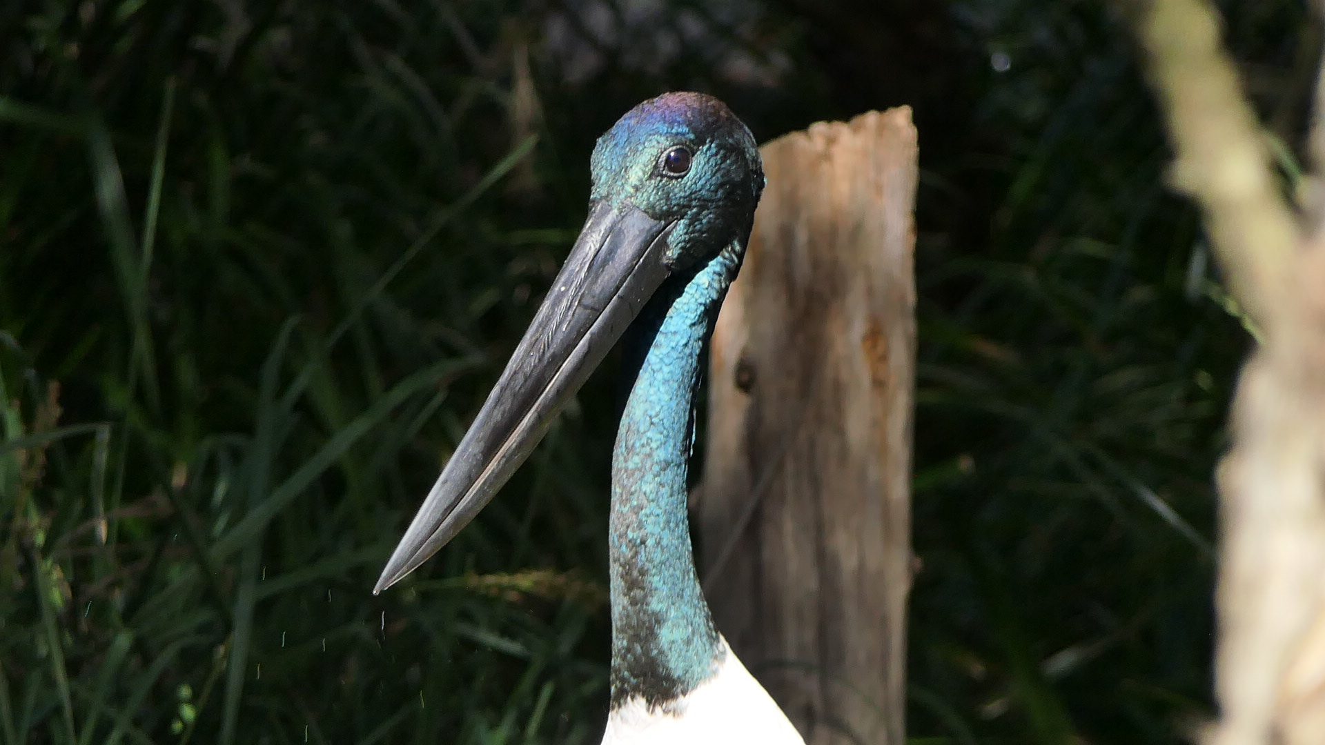 Black-necked Stork