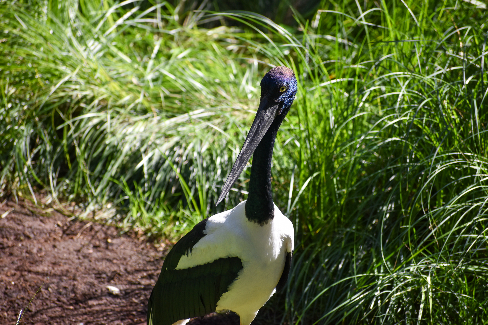 Black-necked Stork